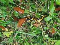 Zloty Lisc 2021 (11)